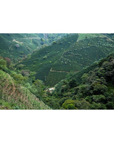 CAFÉ DESCAFEINADO COLOMBIA (Castillo, Caturra y Colombia)