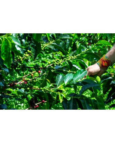 CAFÉ DESCAFEINADO COLOMBIA (Castillo, Caturra y Colombia)