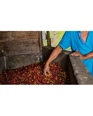 CAFÉ DESCAFEINADO COLOMBIA (Castillo, Caturra y Colombia)