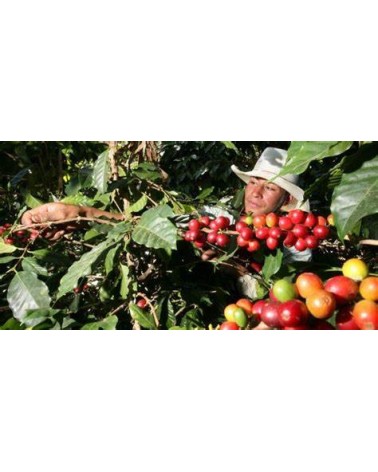 CAFÉ EL SALVADOR (Bourbon)