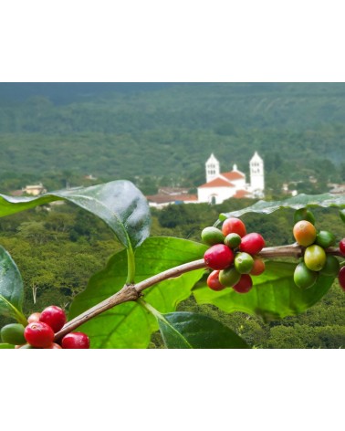 CAFÉ EL SALVADOR (Bourbon)