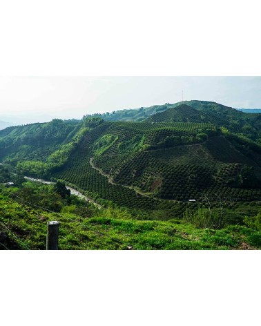 CAFÉ COLOMBIA (Castillo y Tambo)